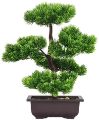 Japanese Pine Bonsai Plant, 33 cm