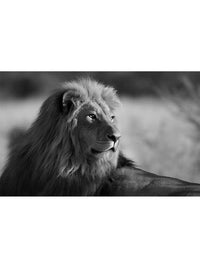 Lion Family Living Room Wall Print