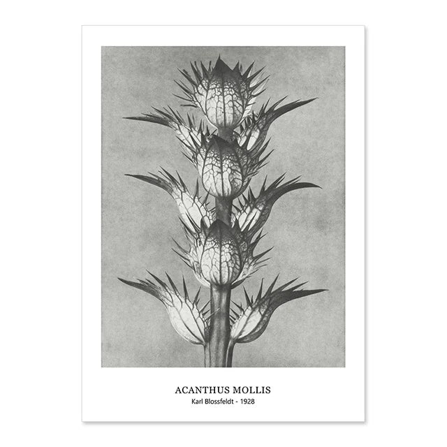 Botanical Black & White Vintage Canvas Wall Prints