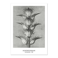 Botanical Black & White Vintage Canvas Wall Prints