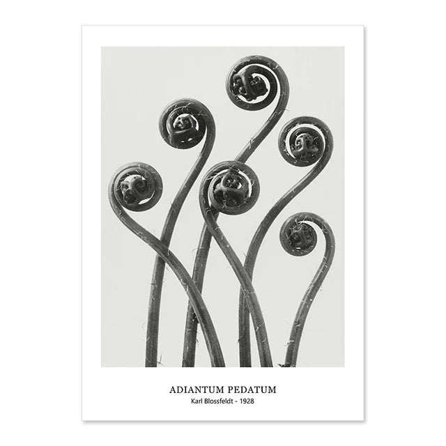 Botanical Black & White Vintage Canvas Wall Prints