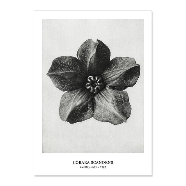 Botanical Black & White Vintage Canvas Wall Prints