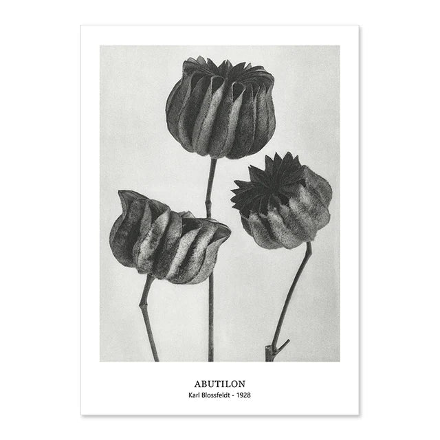 Botanical Black & White Vintage Canvas Wall Prints