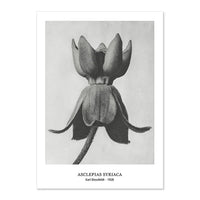 Botanical Black & White Vintage Canvas Wall Prints