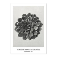 Botanical Black & White Vintage Canvas Wall Prints