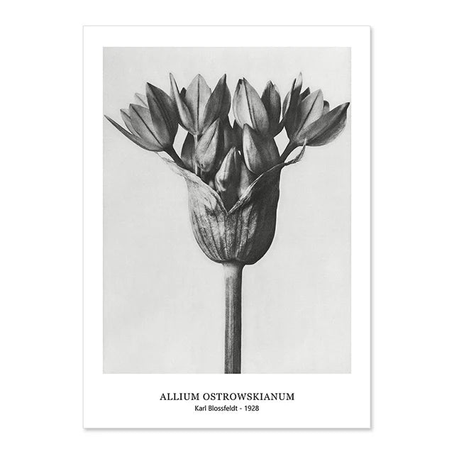 Botanical Black & White Vintage Canvas Wall Prints