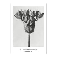 Botanical Black & White Vintage Canvas Wall Prints