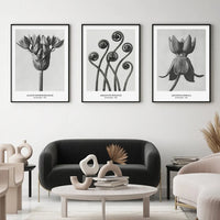 Botanical Black & White Vintage Canvas Wall Prints