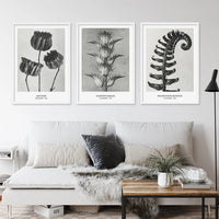 Botanical Black & White Vintage Canvas Wall Prints