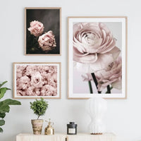 Pink Peonies Canvas Wall Prints