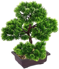 Japanese Pine Bonsai Plant, 33 cm